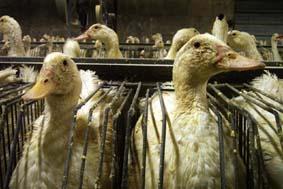 Image: Canards en cage